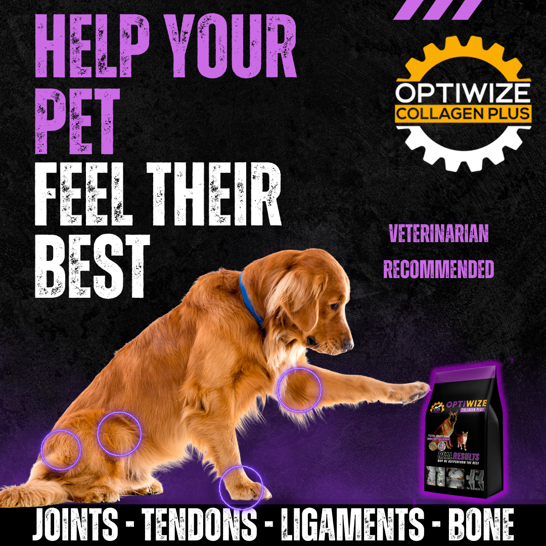 Joint Supplement for dogs, dog joint support, golden retriever placing paw on joint supplement