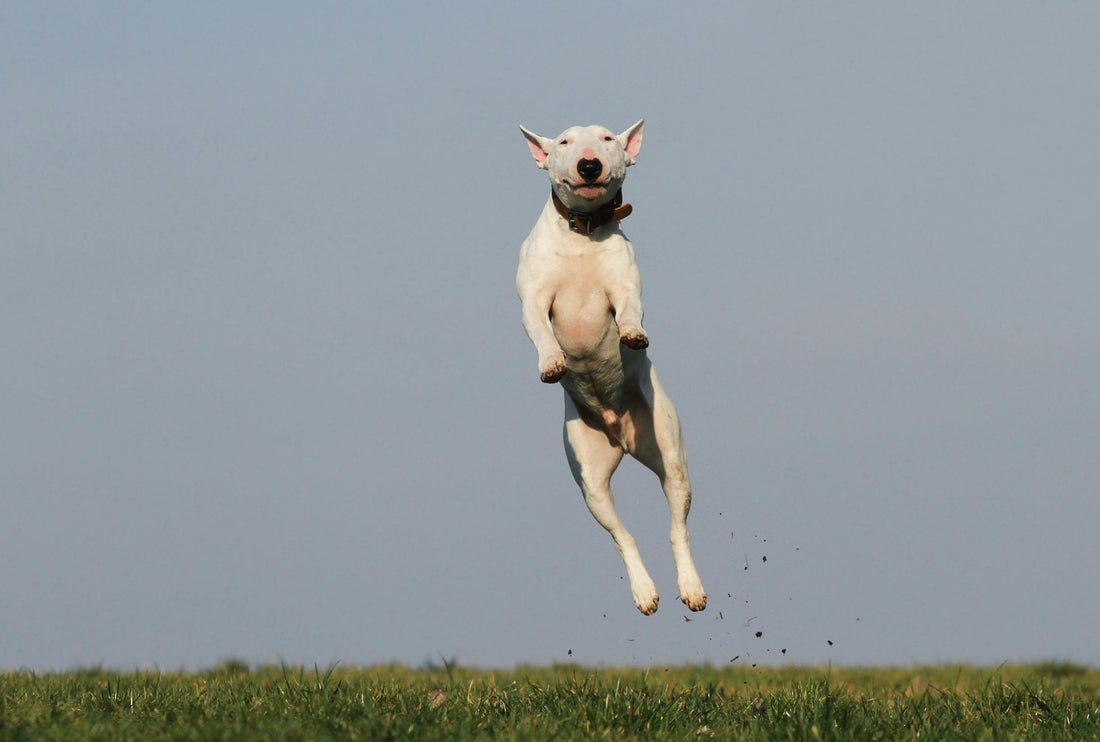 Understanding CCL Injuries in Dogs: Causes, Symptoms, and Treatment