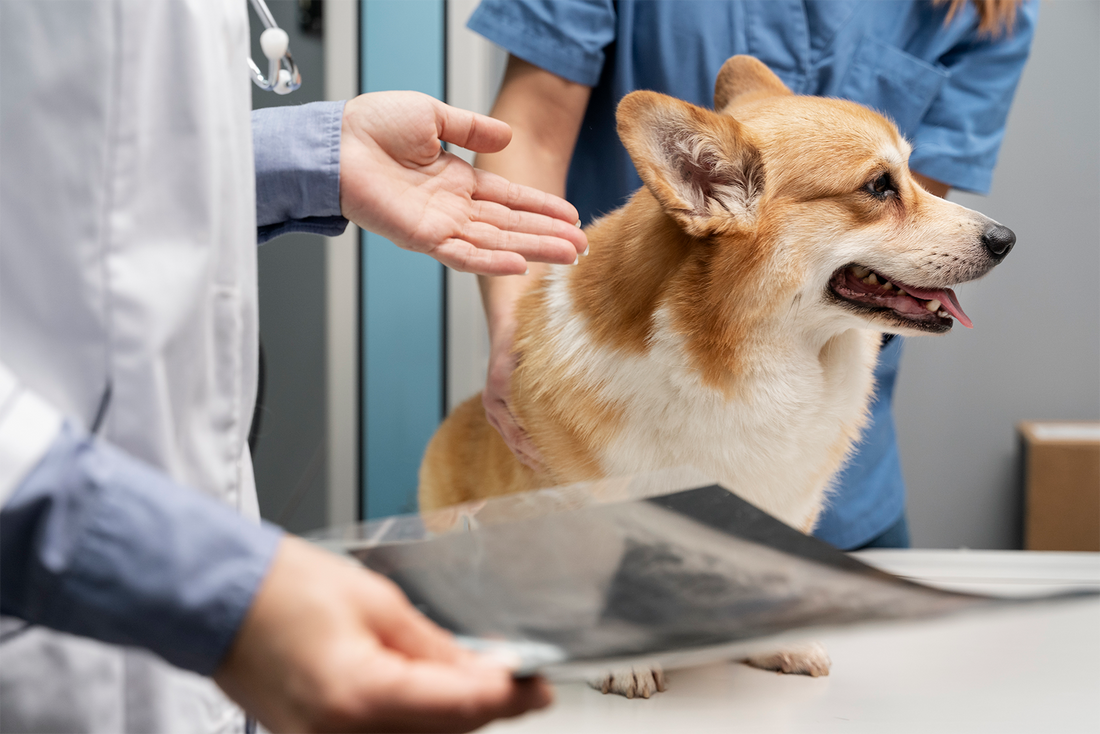 dog at a veterinarian fracture x-ray